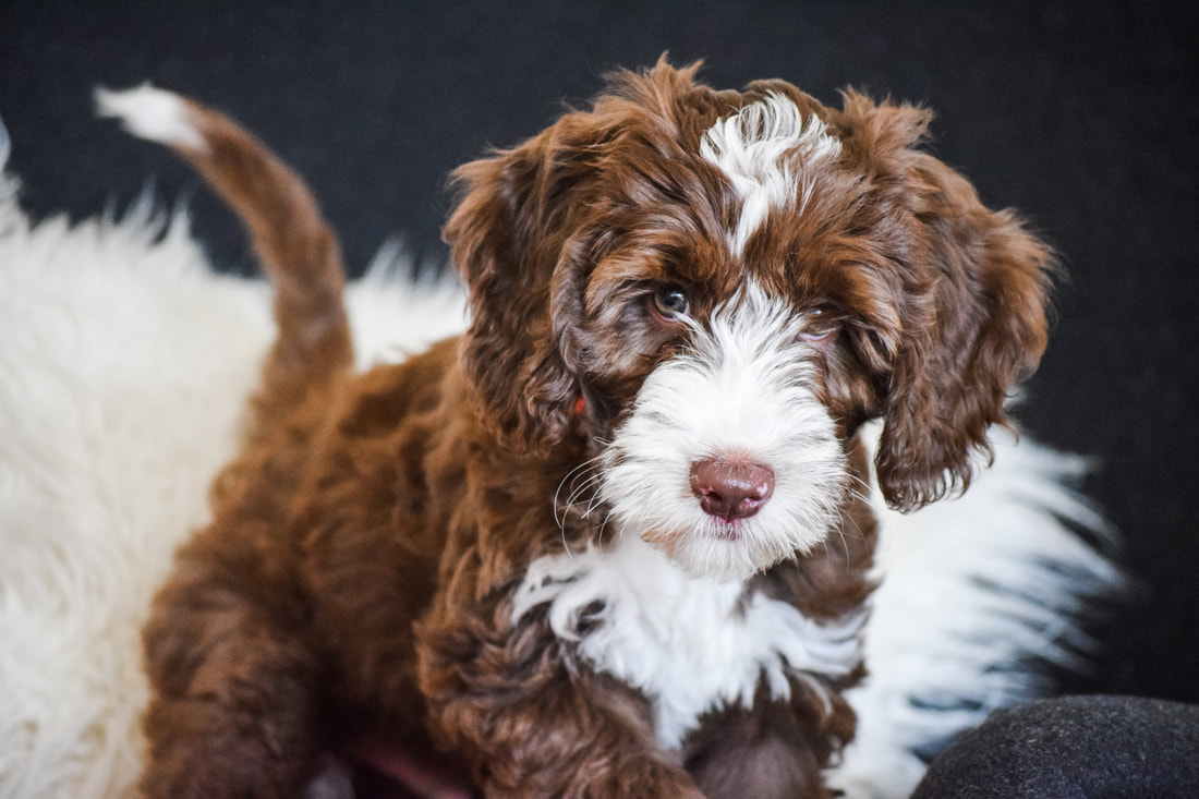 mini australian labradoodle