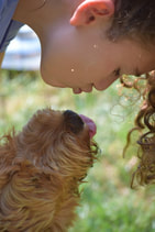 Little girl kissing a caramel Australian Labradoodle