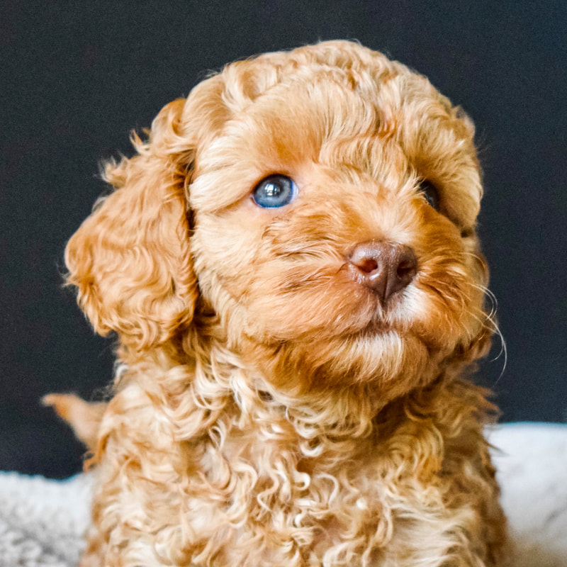 Available for sale or trade - AUSTRALIAN HERITAGE LABRADOODLES
