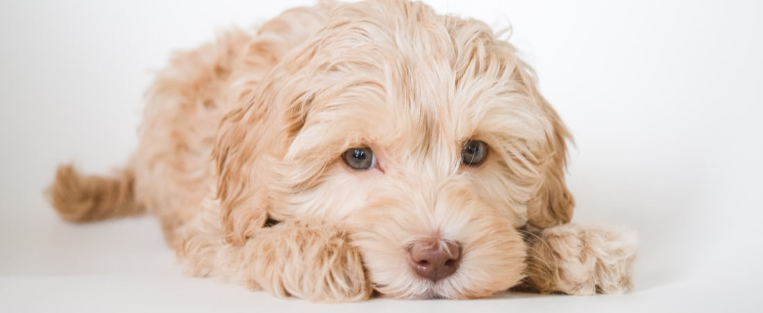 Cost of an Australian Labradoodle, and 