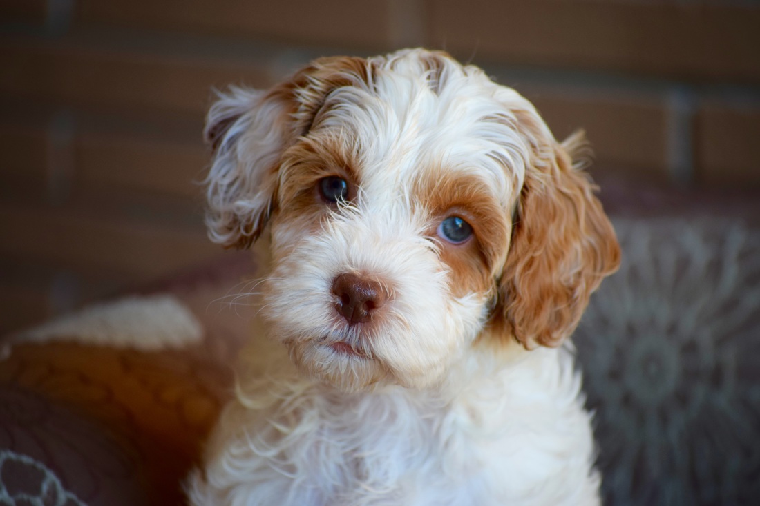 33 Top Images Mini Labradoodle Puppies Florida - Bandit | Labradoodle - Miniature Puppy For Sale | Keystone ...